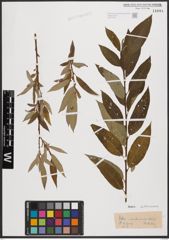 Salix aurita L. x Salix viminalis L.